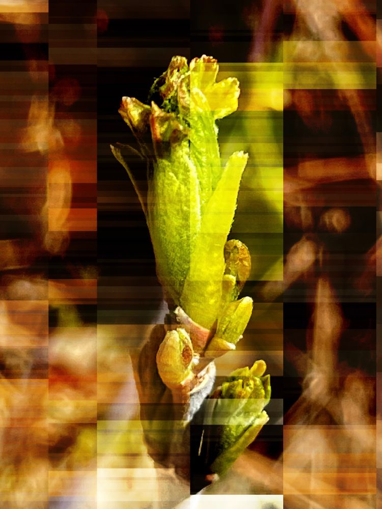 A digitally manipulated image of a bud on a shrub in my yard