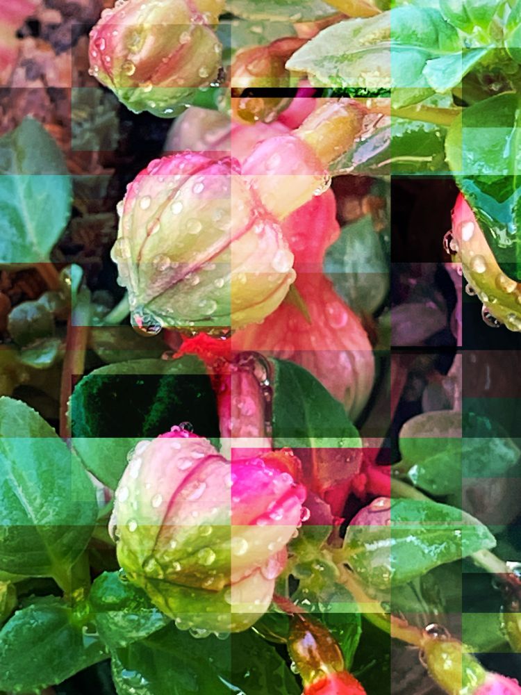 A digitally manipulated image of freshly watered fuschia buds, in a basket hanging on my garage.