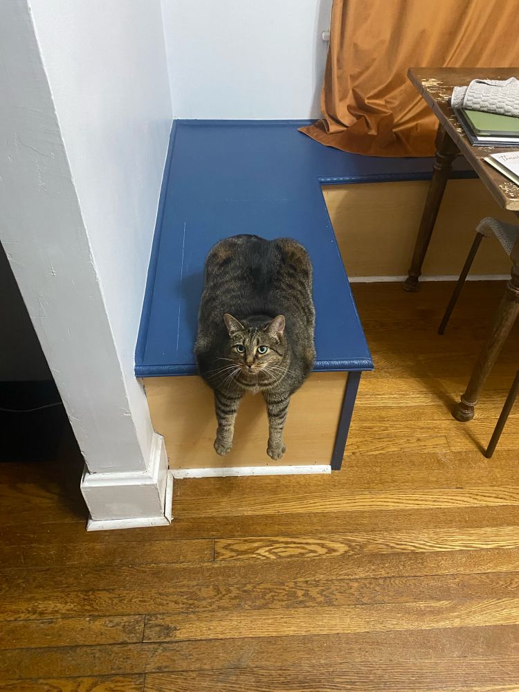 A cat with its front legs dangling over an edge 