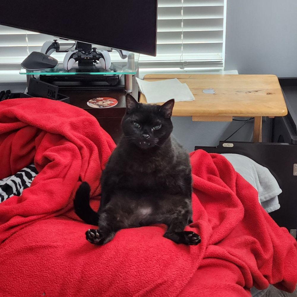 Black cat sitting on top of a red blanket staring directly at the camera. The cat is sitting on its bum with his arms by his sides. 