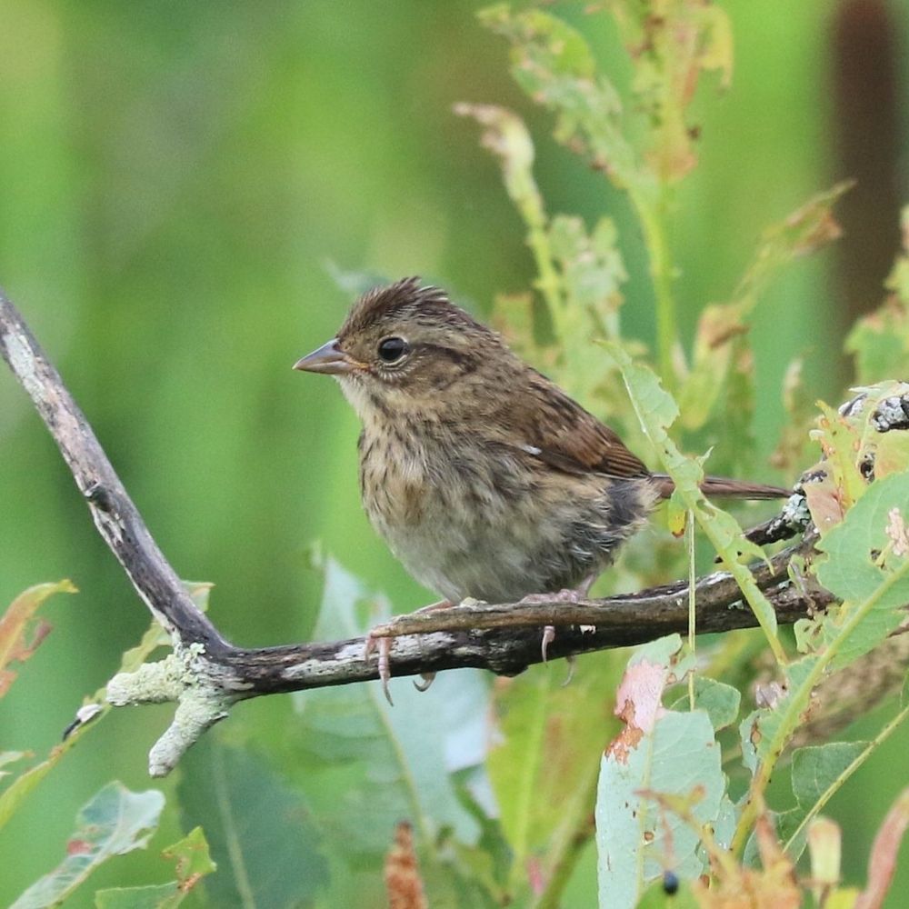 A swamp sparrow in juvenile plumage perches above some insect-shredded leaves