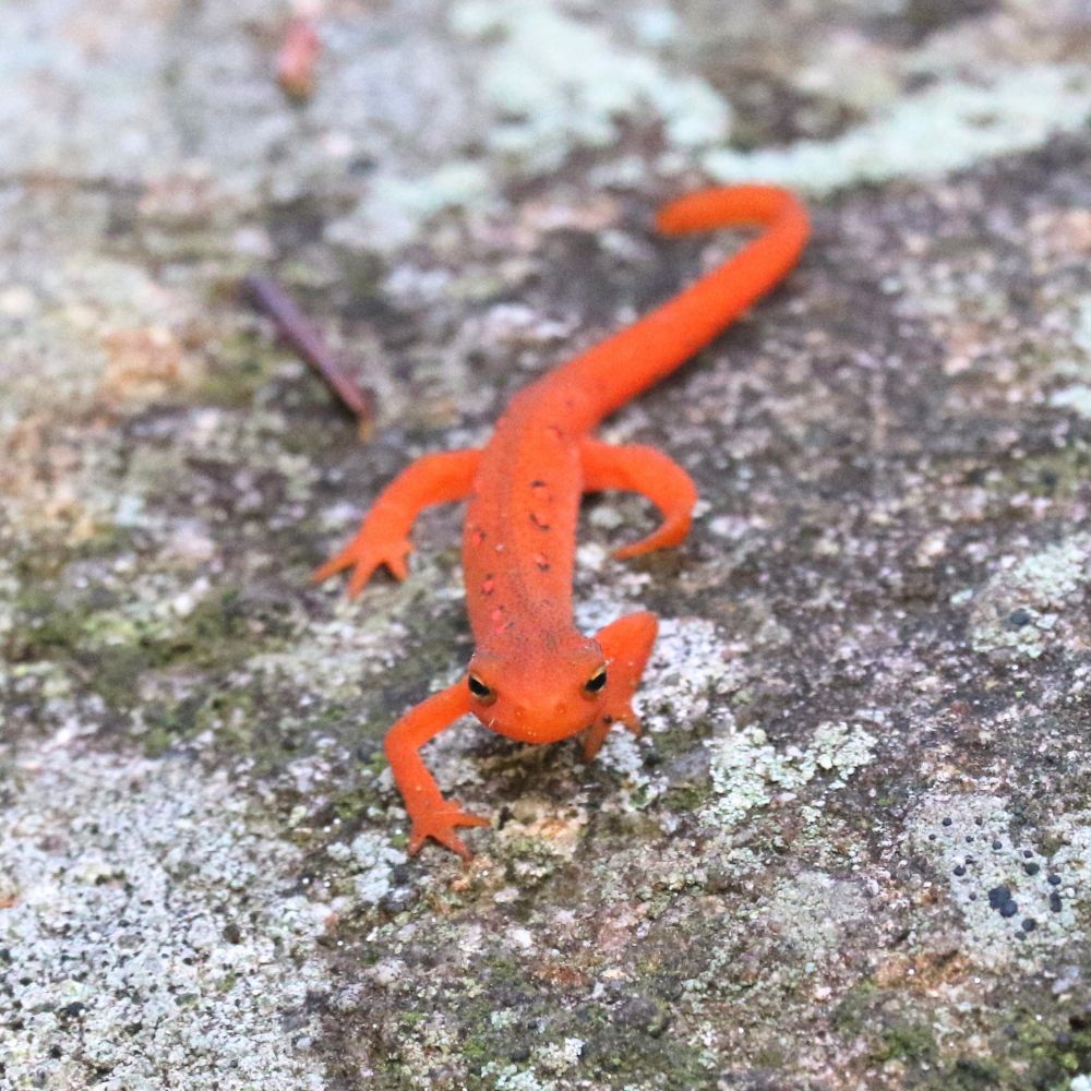 An eft eastern newt crawls towards the viewer on a rock face. 
