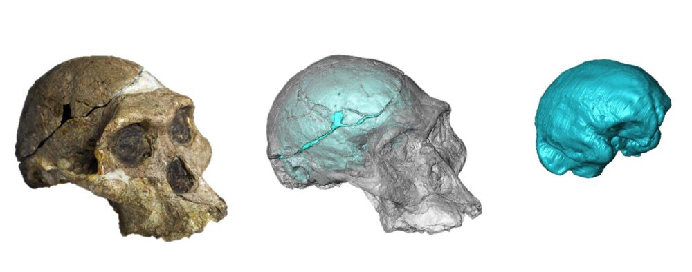 Comment a évolué notre cerveau ? Une histoire vieille de 7 millions d’années racontée par les fossiles.