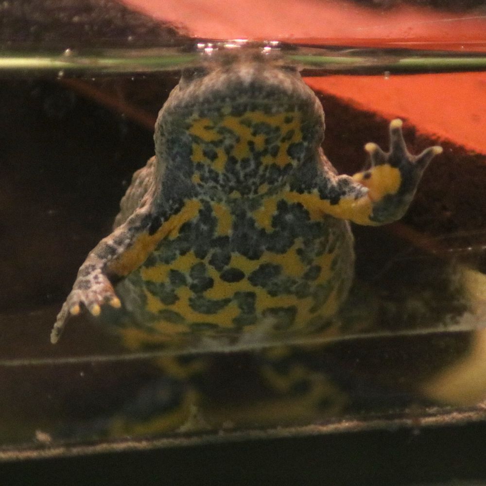 Eine Gelbbauchunke hinter Glas aufrecht im Wasser stehend. Man sieht die typische namensgebende gelbgefleckte Bauchseite und die feingegliederten Vorderpfoten.