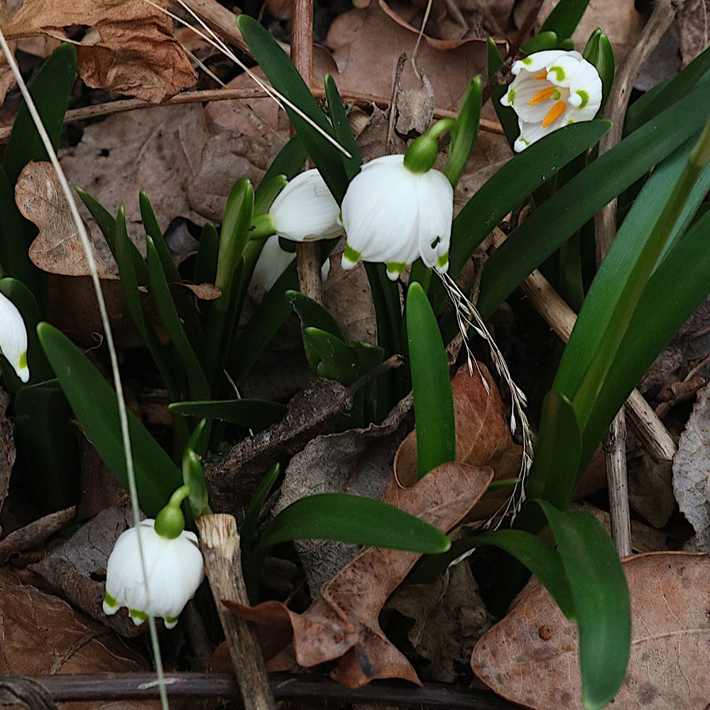Einige Märzbecher in früher Blüte