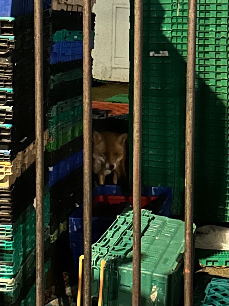 A fox headed between piles of empty crates of a food bank