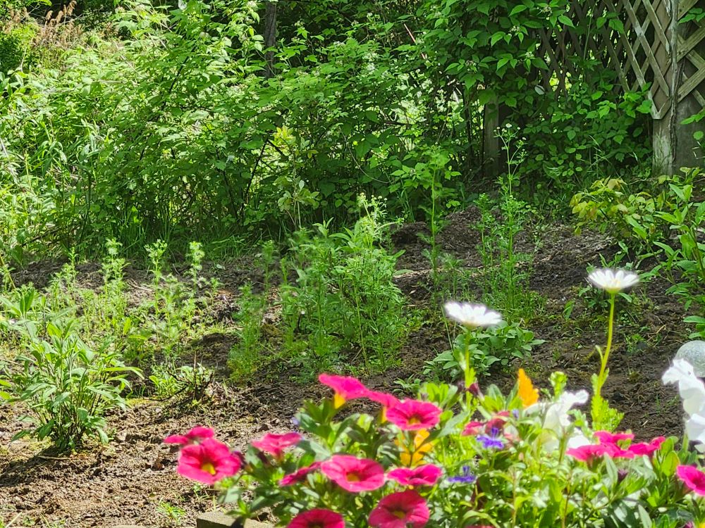 An herb garden is growing in the background, bright colored flowers in the front