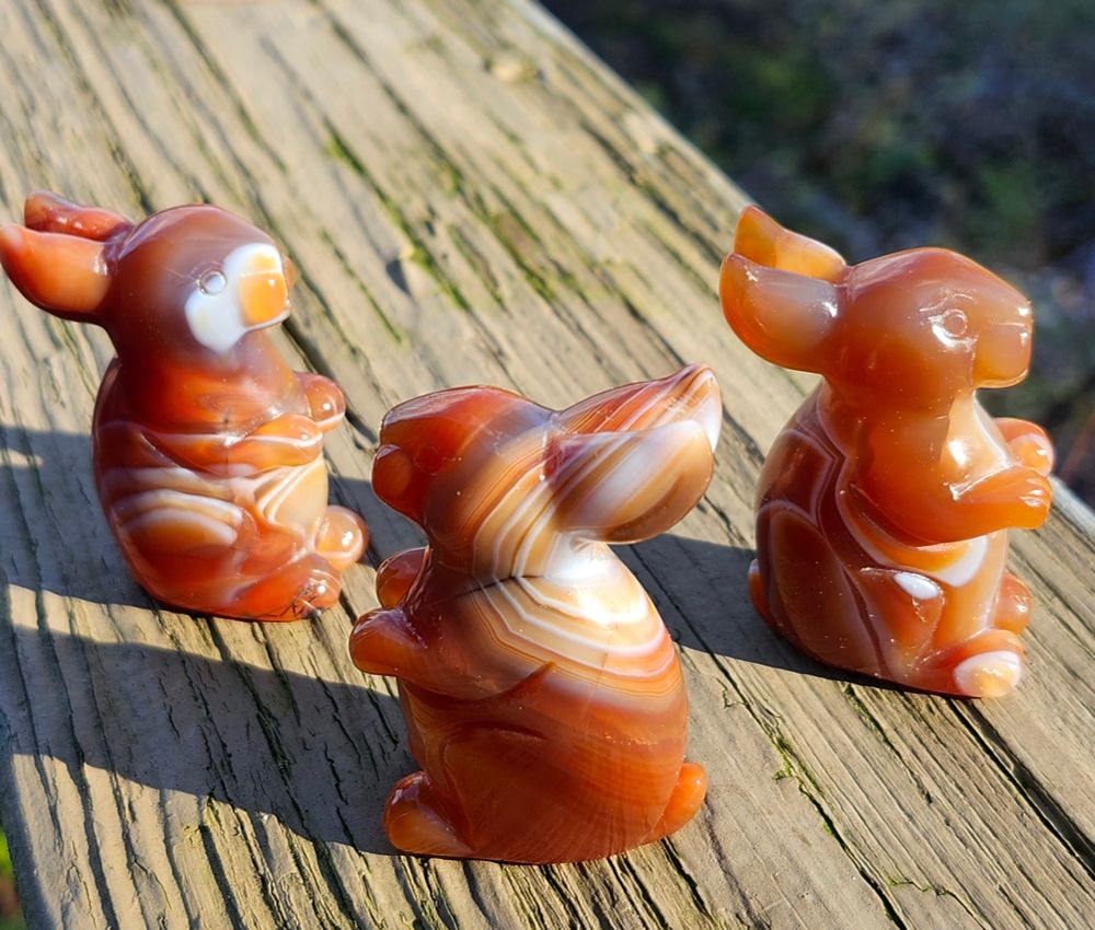 Three banded carnelian bunnies