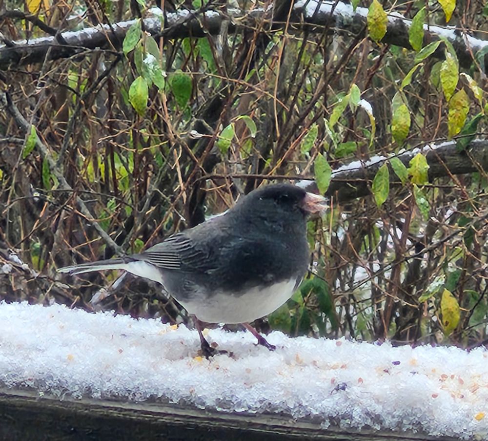Junco bird in the snow