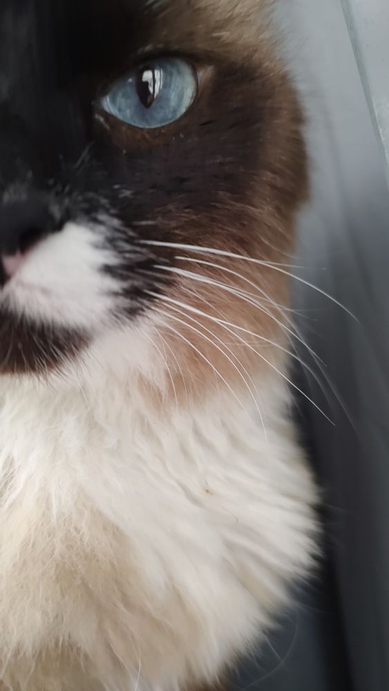 metade do corpo de um gato de pelos em diferentes tons de marrom e olhos azuis