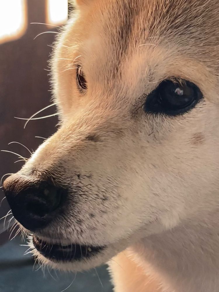 柴犬/shiba-dog/Shibasky/JP dog