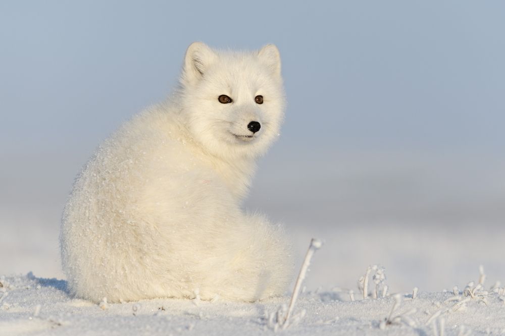 Wild arctic fox (Vulpes Lagopus), one of the studied species. Stock photo. 