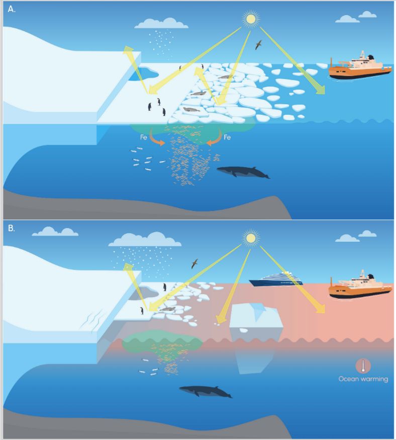 Extreme lows in sea ice induce many changes in the physical, ecological, and societal systems of Antarctica and the Southern Ocean.
