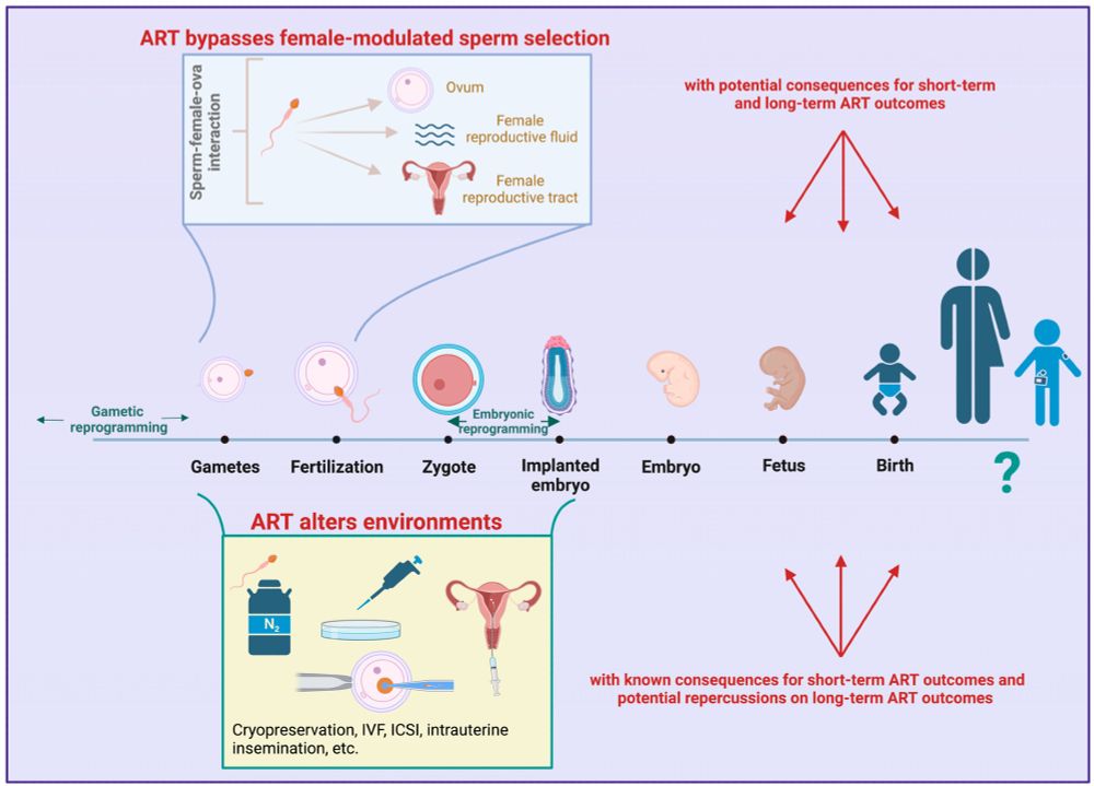 Assisted reproductive technologies (ART) can bypass female-modulated sperm selection (top of figure) that ensure that genetically compatible or competent sperm are used for fertilization. ART can also introduce a range of novel environmental stressors (bottom of figure) that generate epigenetic modifications in offspring. Failure to design procedures that both mimic natural conditions and mitigate the harmful effect of unnatural environmental conditions during ART can impact the health trajectories of ART offspring and potentially their descendants. 

CREDIT: Biorender
