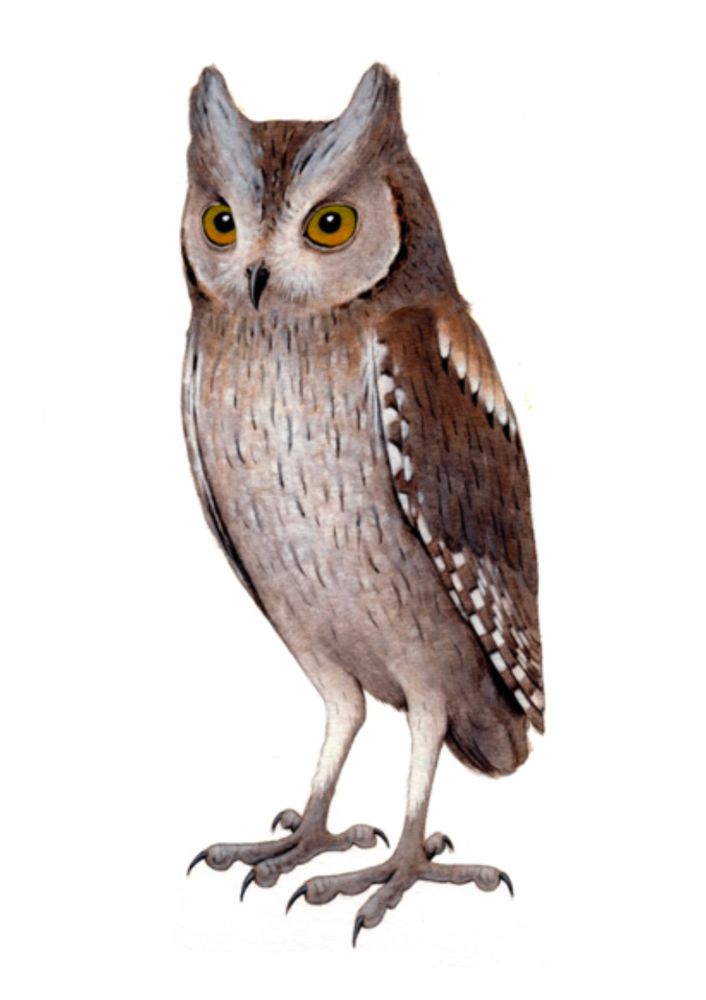 Artist reconstruction of the Madeiran Scops Owl (Otus mauli) from Madeira Island.
CREDIT: Pau Oliver
