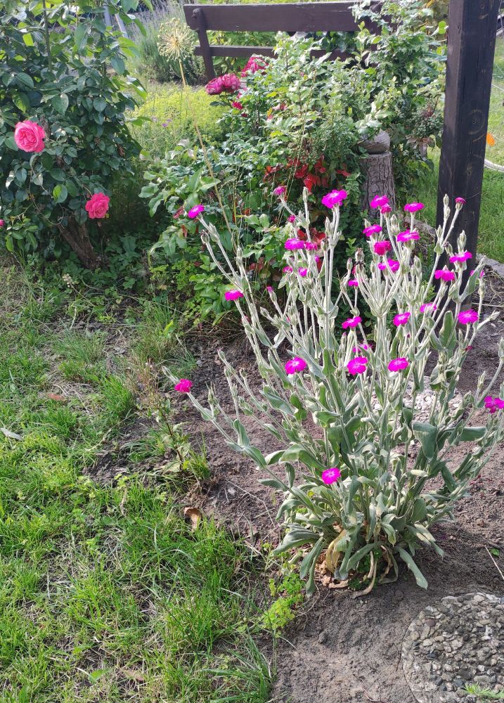 Lichtnelke mit pinken Blüten 