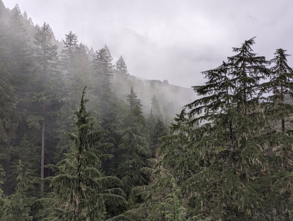 mist in the mountains among trees