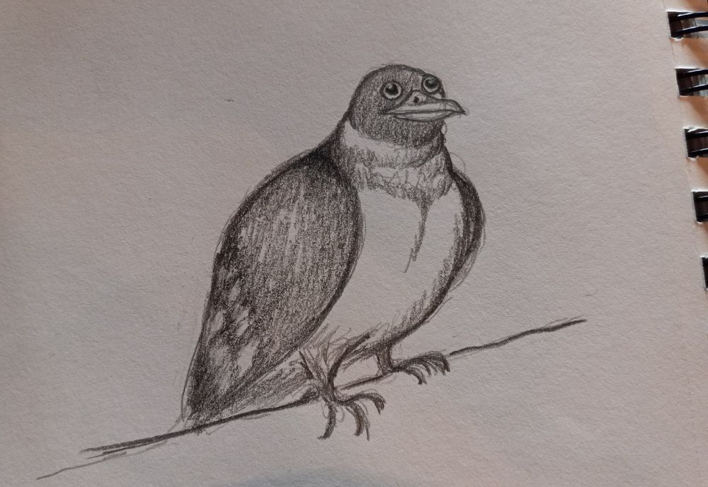Sketch of a wide eyed pigeon 