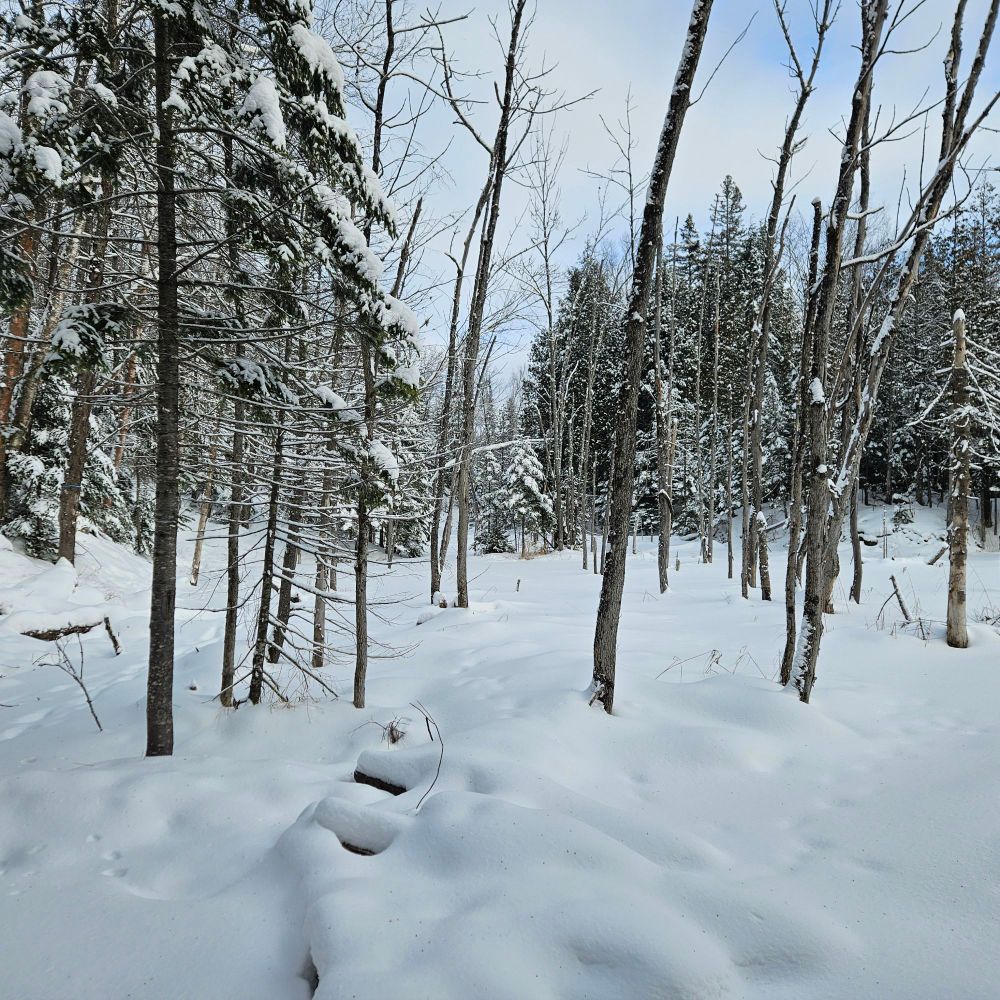 Sentier enneigé au milieu des bois au Québec St Bonifiée. La trace tapée est peu visible