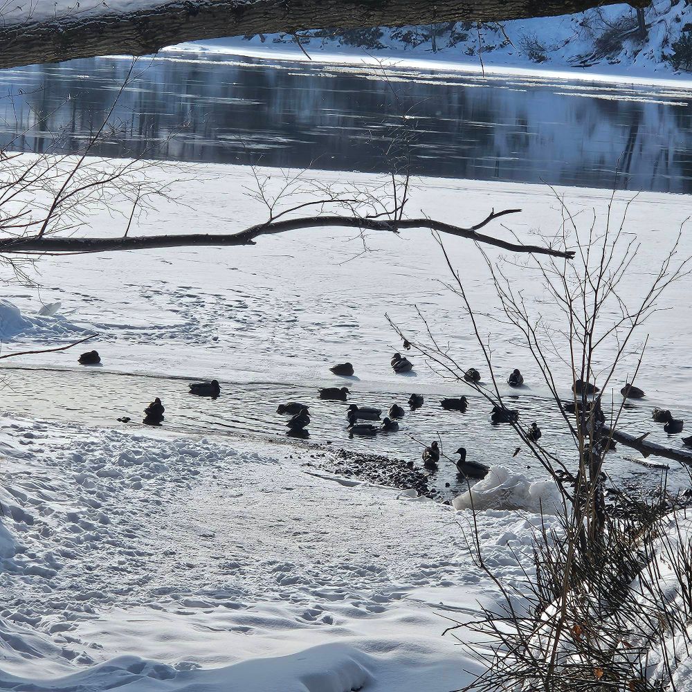Concentration de canards sur un petit espace non gelé, rivière St Maurice, Trois-Rivières, février 2025