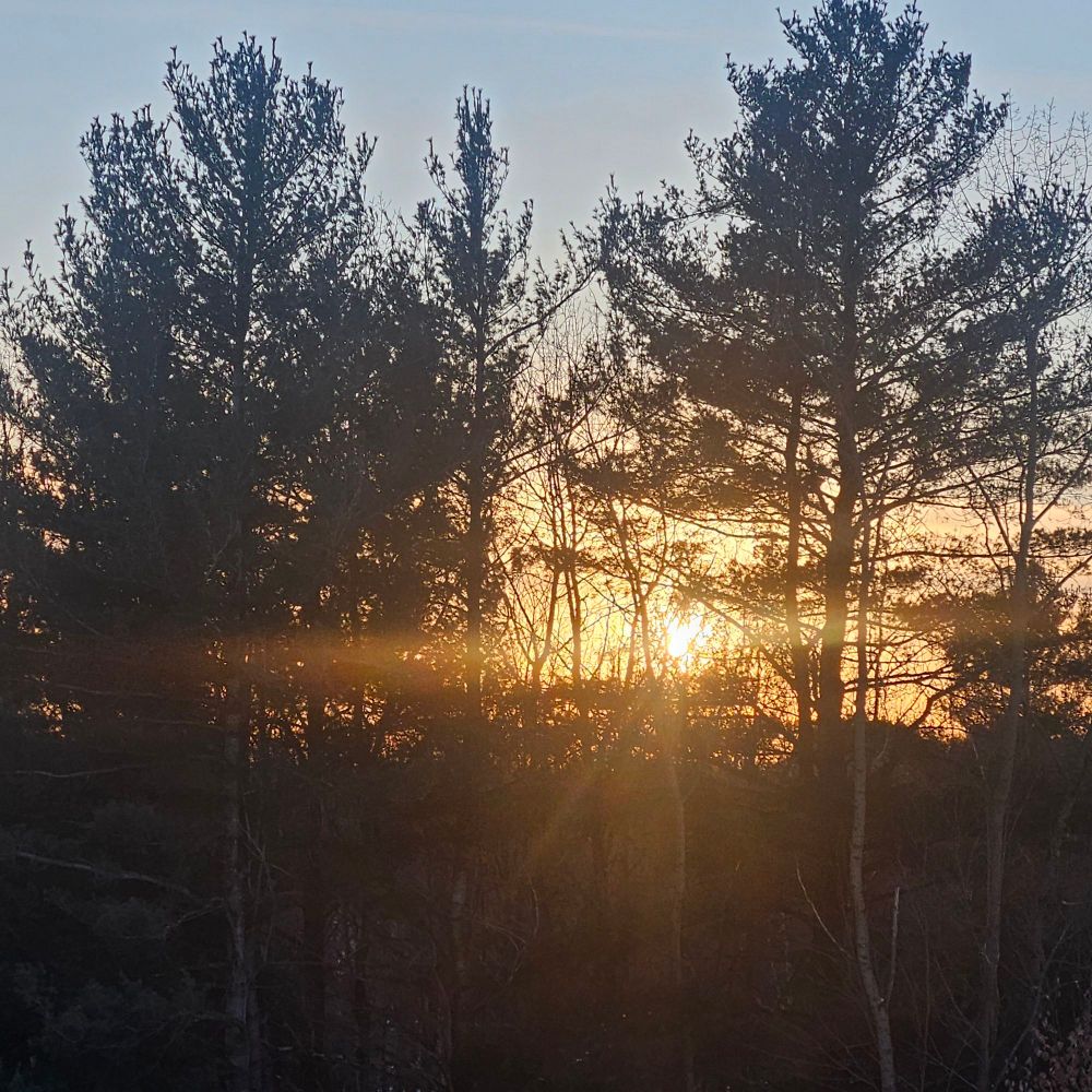 Soleil couchant à travers les arbres, Trois-Rivières, fin d'après-midi d'hiver, janvier 2025