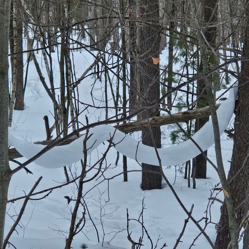 Drapé de neige, accroché à une branche de sous bois, Québec,Trois-Rivières, février 2025