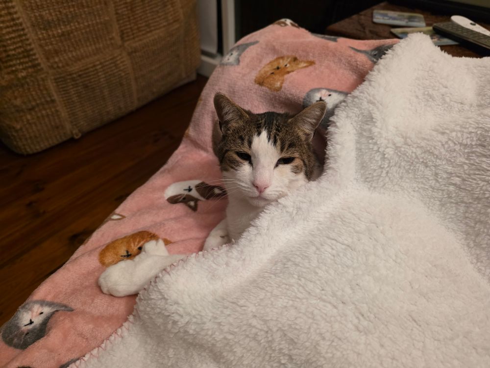 A tabby and white cat tucked into a blanket.