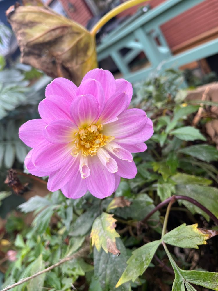 pinkish purple dahlia 