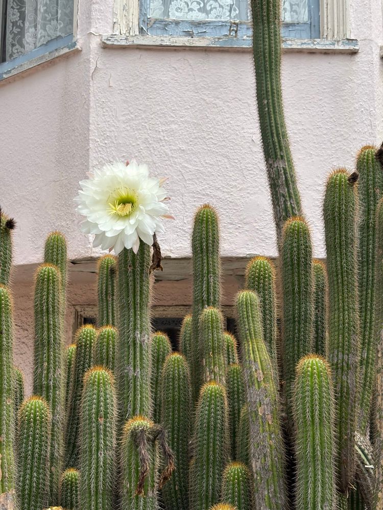 A cactus bloom, a large white flower facing directly into the camera on top of one of many cylindrical cacti, in front of a very soft pink house with lacy curtains 
