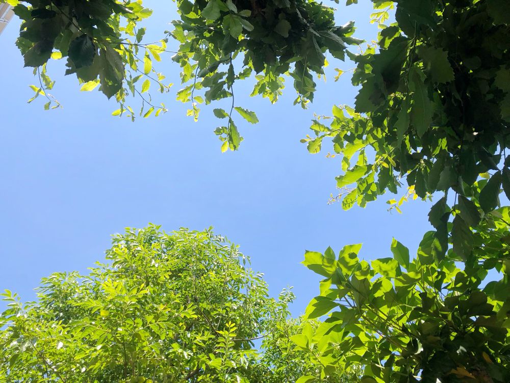 ベンチに寝転ぶと見える、木に三方を囲まれた青空。