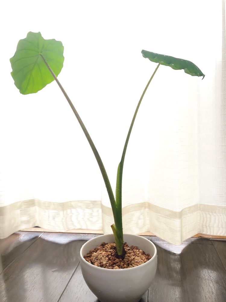 最初の葉がリタイアして、2枚目と3枚目の葉だけになった里芋の姿。床から45cmくらい。