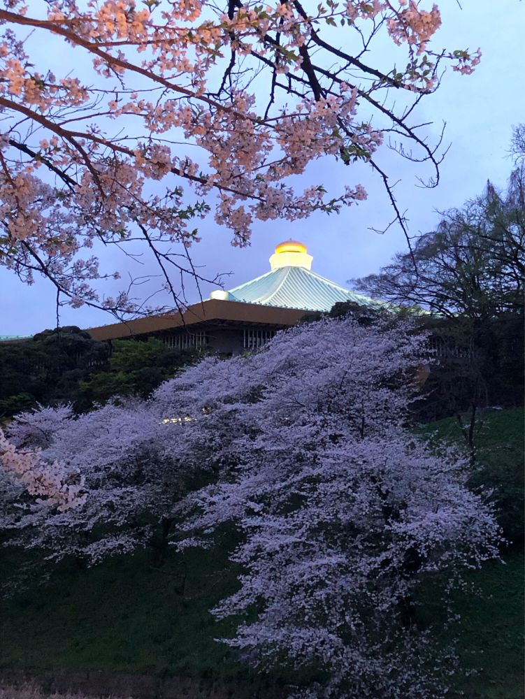 桜の枝に挟まれる武道館の屋根。天辺の宝玉が金色に照らされている。