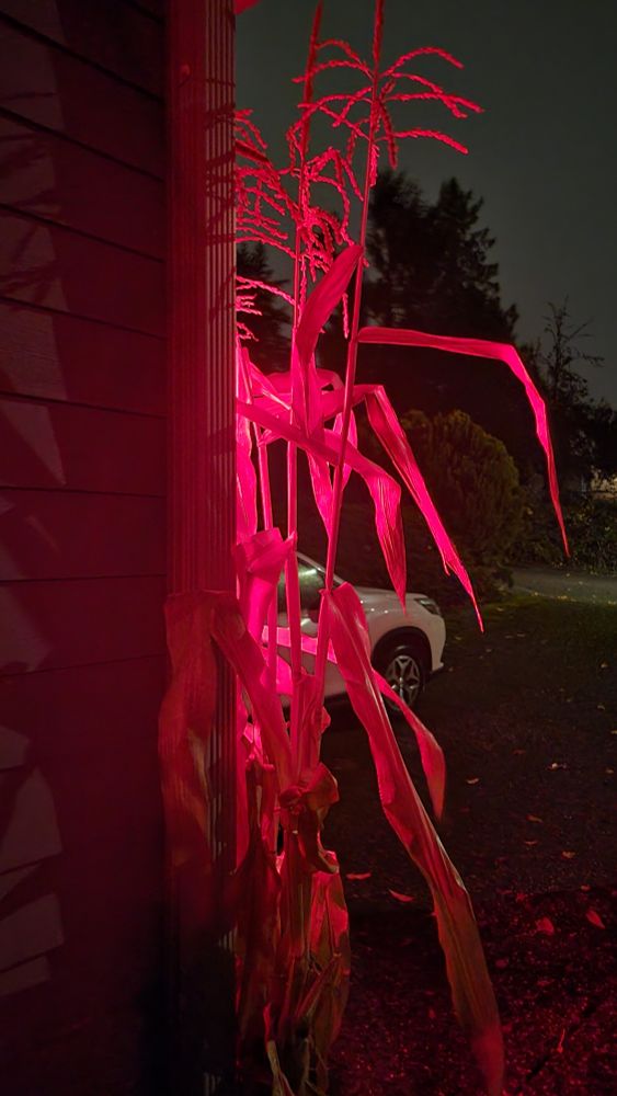 corn stalks that look pink against the corner of my house 