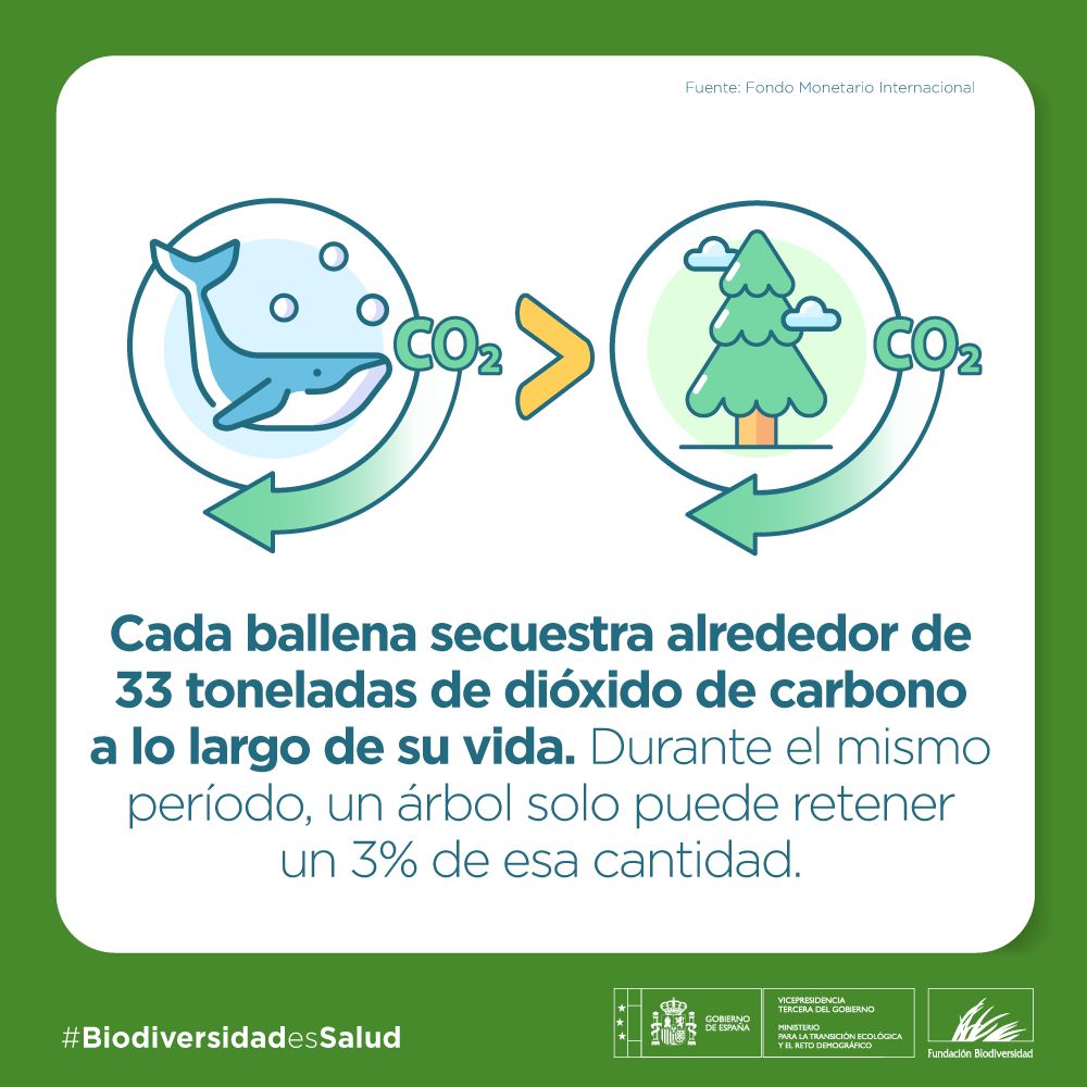 Cada ballena secuestra alrededor de 33 toneladas de dióxido de carbono a lo largo de su vida. Durante el mismo período, un árbol solo puede retener un 3% de esa cantidad.
