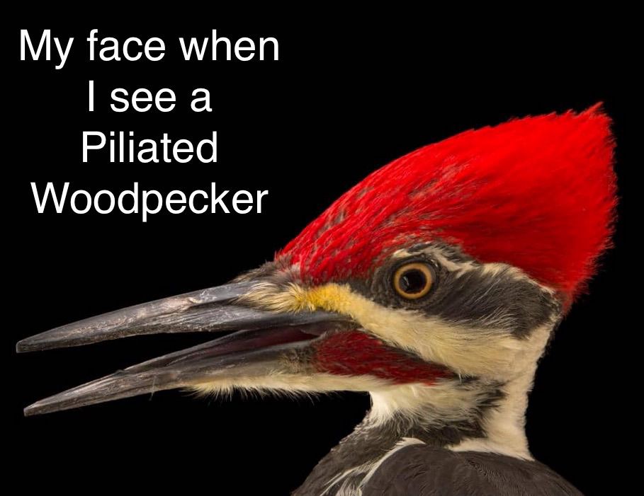 my face when i see a pileated woodpecker: side view of a pileated woodpecker’s head with its mouth agape in wonder