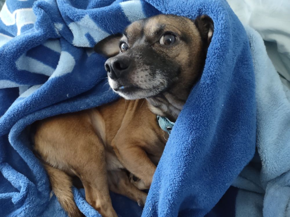 Little brown dog, nestled in a blanket, eyes open.