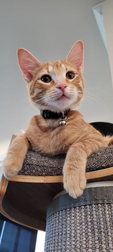Orange tabby cat sitting on a platform at the top of a scratching post looking towards the camera.