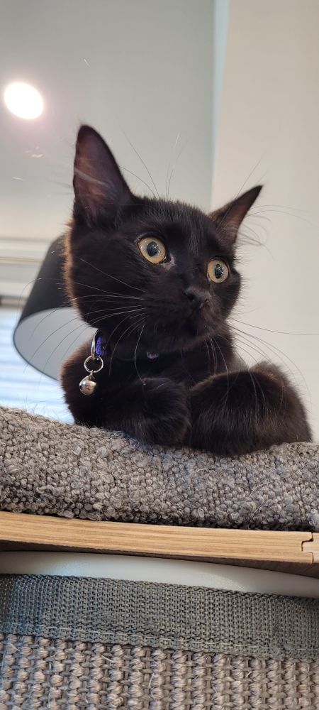 Black cat sitting on a platform ontop of a scratching post with her paws slightly tucked in towards her chest and looking off to the right side.