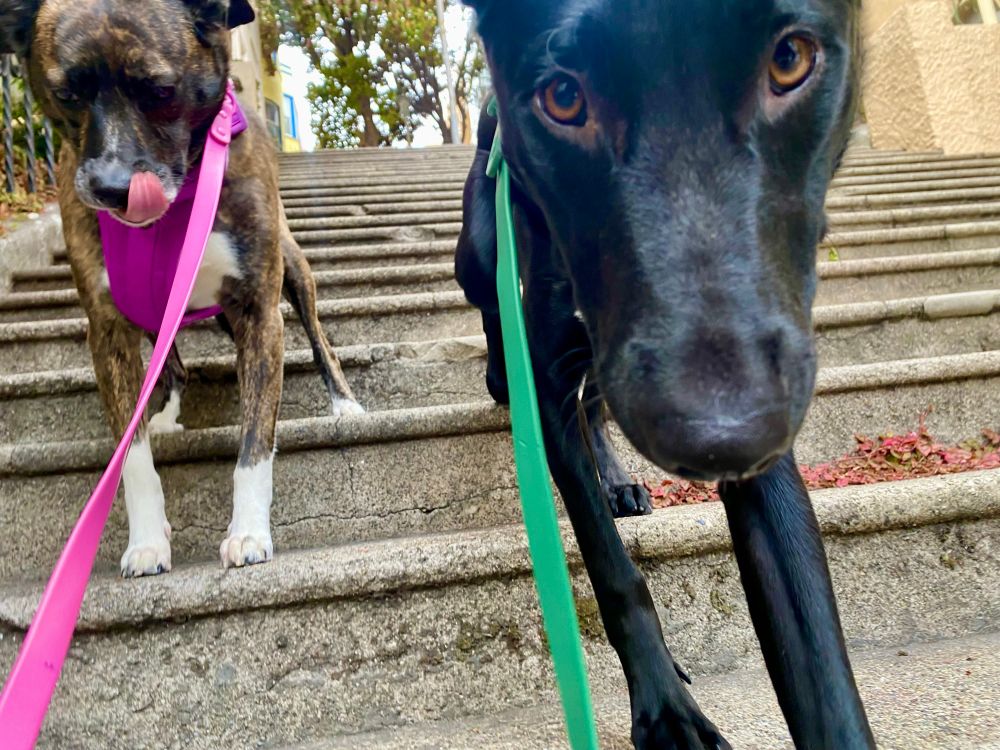 Alice, a Boxer Shepherd in a hot pink harness, and Finn, a German Shepherd in a green harness, walking down a concrete staircase. Alice is on the left with her tongue out, while Finn is on the right with a close-up view of his face and focused eyes.