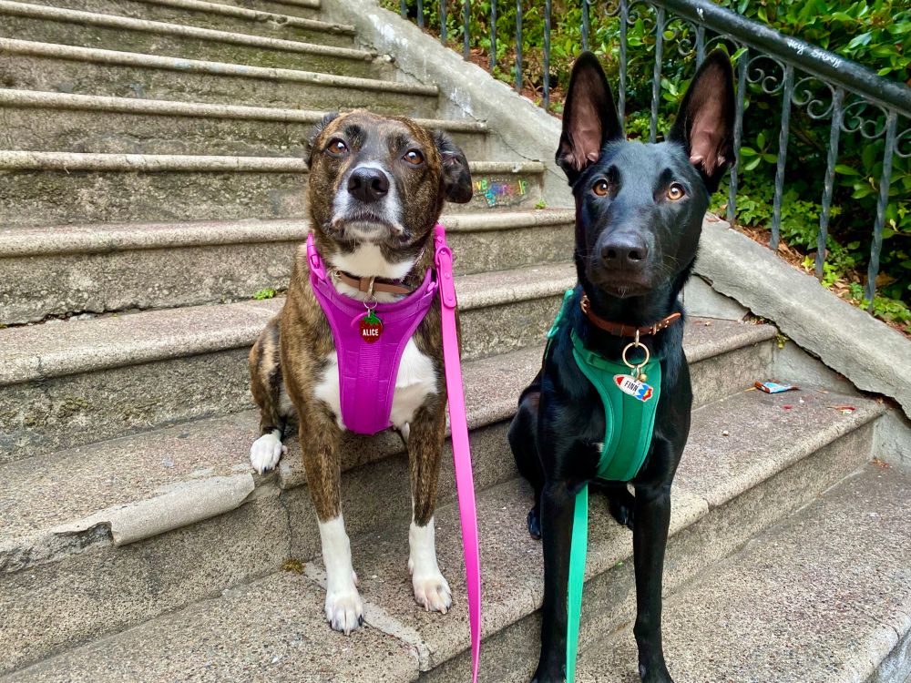 Alice, a Boxer Shepherd in a hot pink harness, and Finn, a German Shepherd in a green harness, sitting side by side on a concrete staircase with a railing and lush plants in the background.