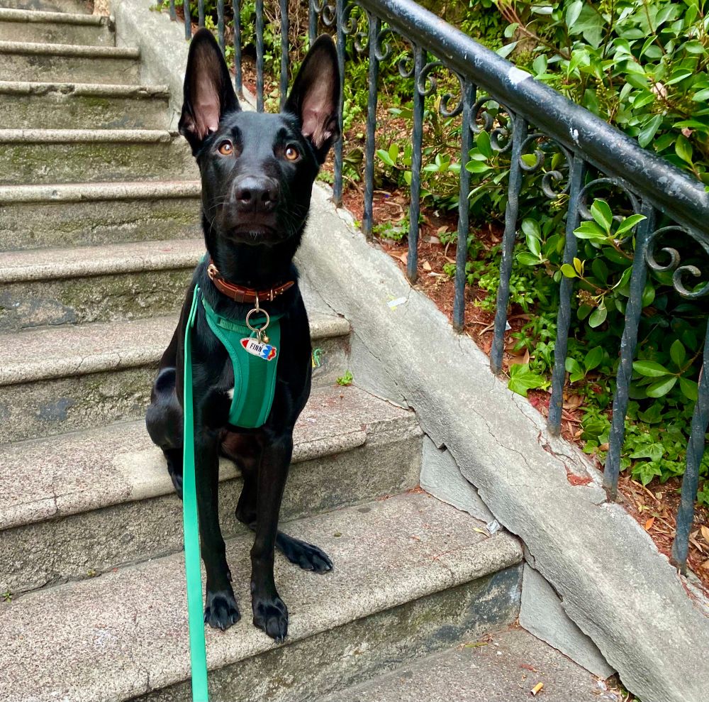 Close-up of Finn, a German Shepherd in a green harness, sitting on a concrete staircase with a railing and greenery on the right side.