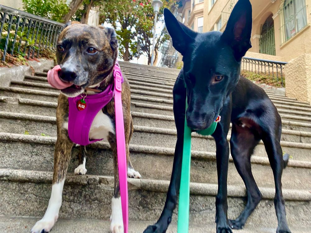 Alice, a Boxer Shepherd in a hot pink harness, and Finn, a German Shepherd in a green harness, sitting side by side on a concrete staircase with a railing and lush plants in the background.