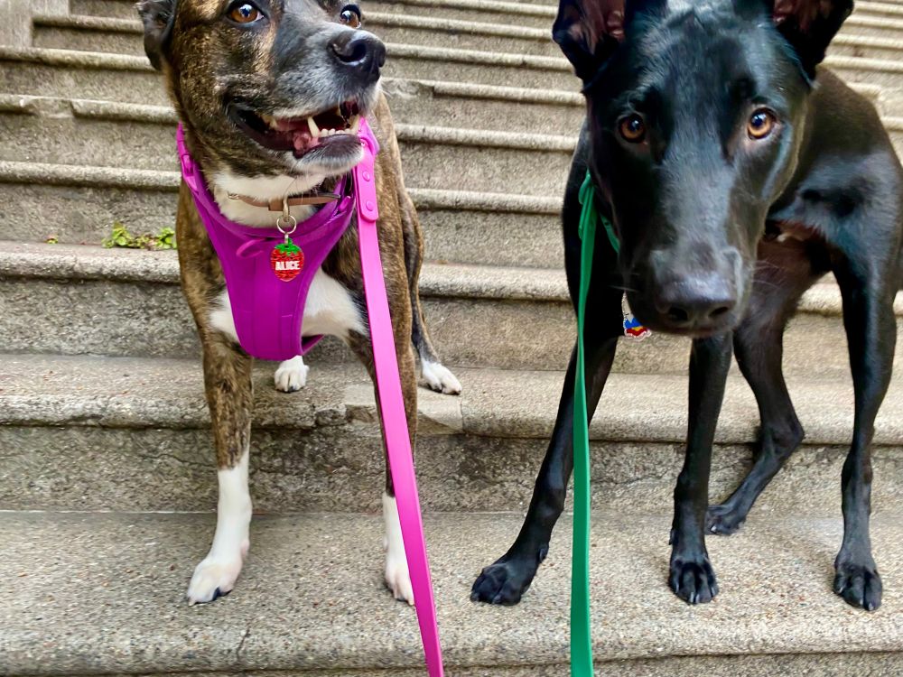 Two dogs, Alice (a Boxer Shepherd in a hot pink harness) and Finn (a German Shepherd in a green harness), standing on a concrete staircase. Alice is on the left with a joyful expression, while Finn is on the right with a focused gaze (eye-fucking the camera, as he does)