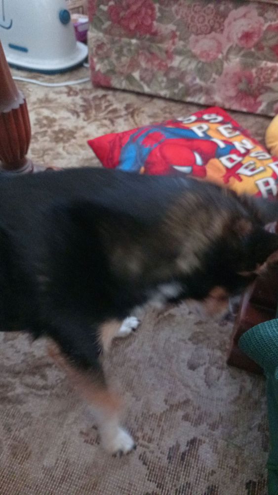 Dog refusing to look at the camera