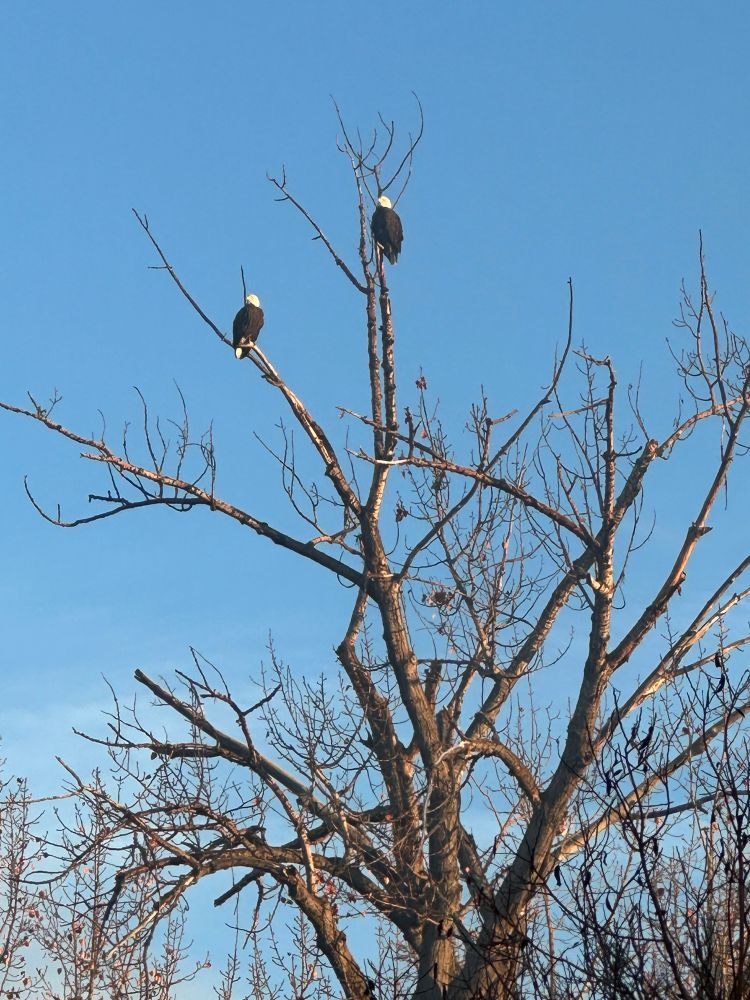 Two bald eagles sitting in a tree. 