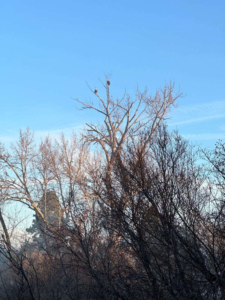 Two bald eagles sitting in a tree.
