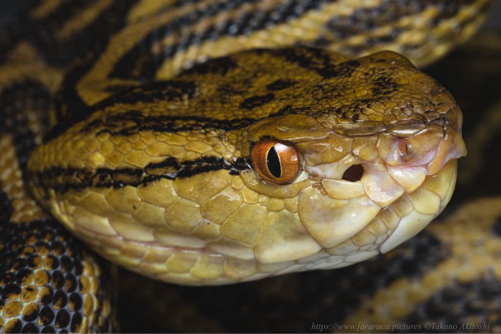 奄美大島で撮影したハブ(P.flavoviridis)