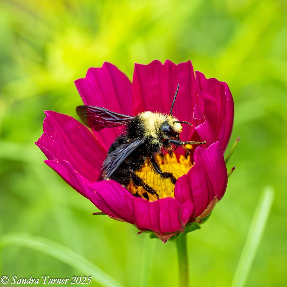 A small magenta cosmos flower with a yellow center is visited by a large black and yellow bumblebee. The background is a light bright green. 