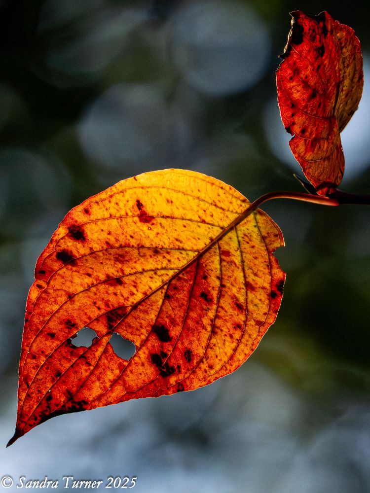 A ragged red and yellow leaf with a few notches and holes taken out of. It is highlighted against the forest canopy by the sunshine of late afternoon. It may be from a dogwood tree.