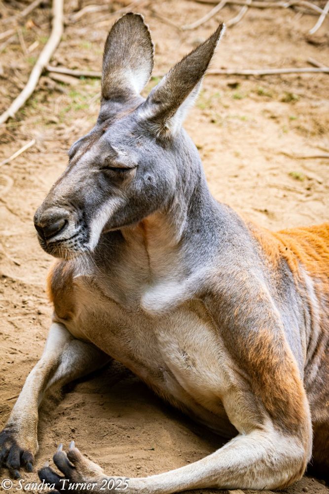 A kangaroo in brown, beige and gray poses with flexed upper limbs. Looking pretty muscular there my dude. Outback Kangaroo Farm Arlington Heights, Washington